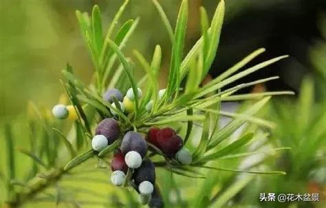 羅漢松開花風水|【羅漢松開花風水】羅漢松的風水秘密：開花三年一現，帶來驚人。